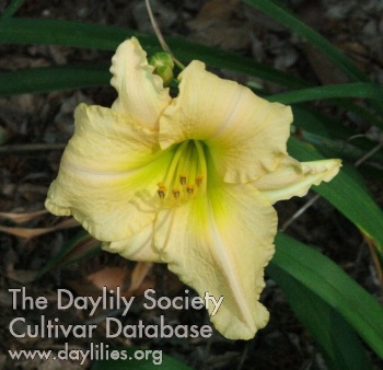 Beauty Alive AHS image