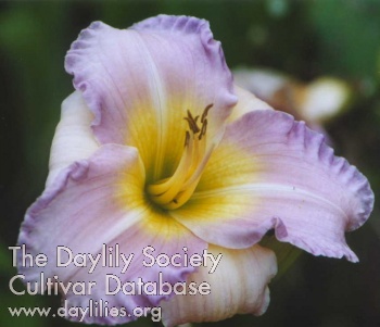 Bellini AHS image