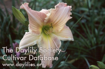 Ben Arthur Davis AHS image