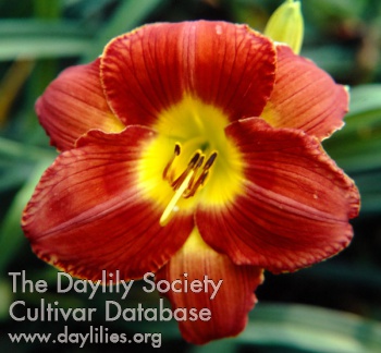 Big Easy AHS image