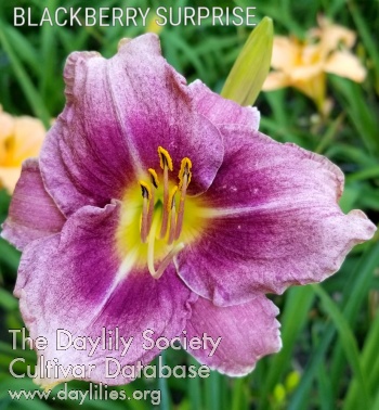 Blackberry Surprise