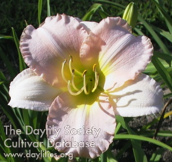 Blushing Sariah AHS image