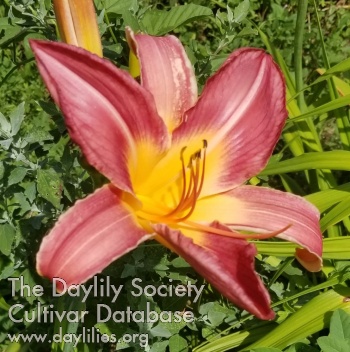 Bold Ruler AHS image