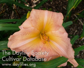 Bookmark AHS image