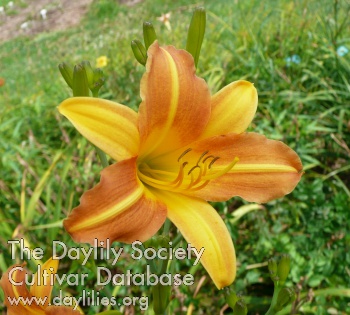 Boutonniere AHS image