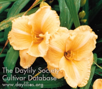 Brazilian Orange AHS image