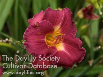 Brookwood Rosato AHS image