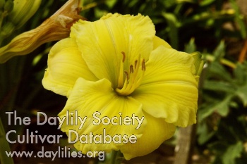 Brookwood Yellow Jade AHS image