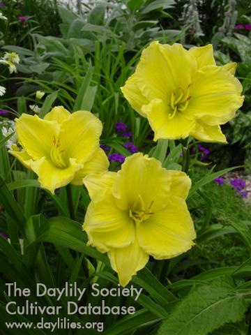 Buttercup Parade