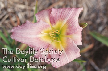 Butterfly Garden AHS image