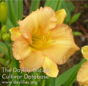 Butterscotch Ruffles