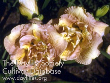 Cabbage Rose
