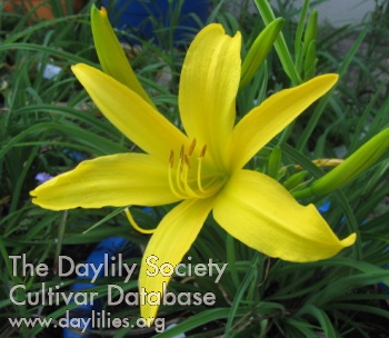 Calypso
