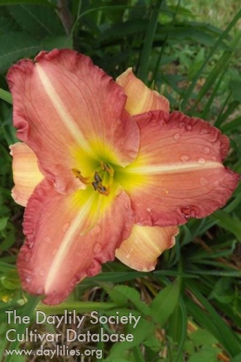 Calypso Clown AHS image
