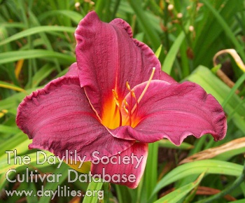 Cape Cod AHS image