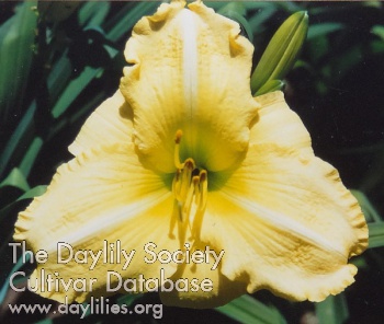 Capella Light AHS image