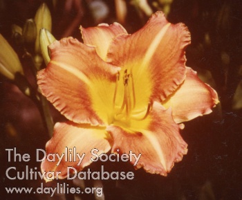 Captain Eddy AHS image