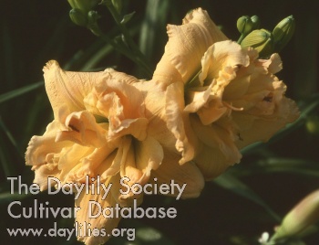 Caribbean Legend AHS image