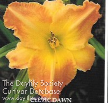 Celtic Dawn AHS image
