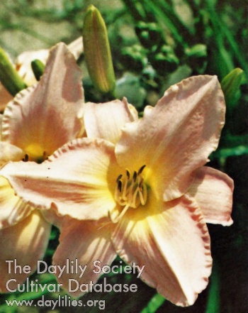 Changeable Silk AHS image