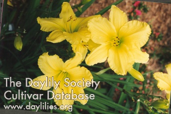 Cheerful AHS image