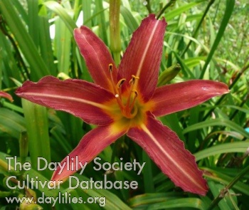 Chelsa AHS image