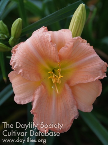 Christina's Pink Parasol AHS image