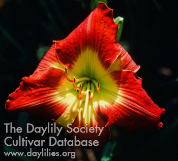 Chucalissa AHS image