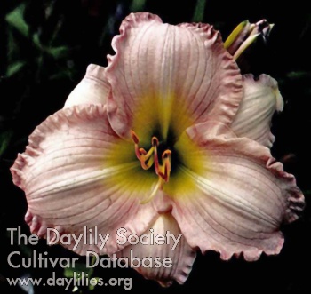 Cindy Marie AHS image