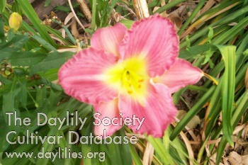 Classic Delight AHS image