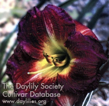 Collywobbles AHS image