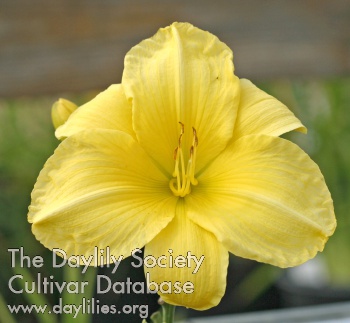 Color Me Yellow AHS image