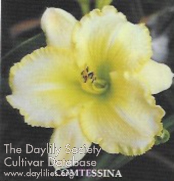 Comtessina AHS image