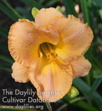 Copper Dawn AHS image