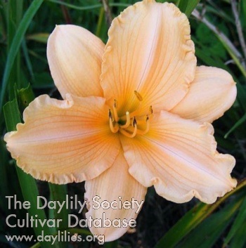 Coral Dawn
