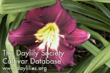 Crayola Violet AHS image