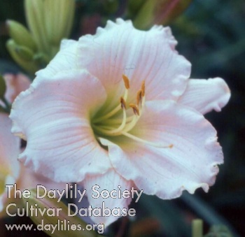 Cream China AHS image