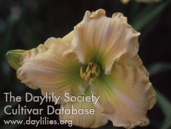 Cream Splendor AHS image