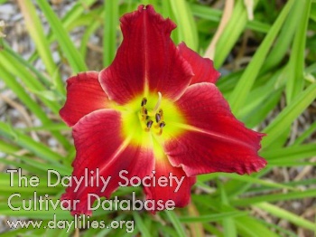 Crimson Joy