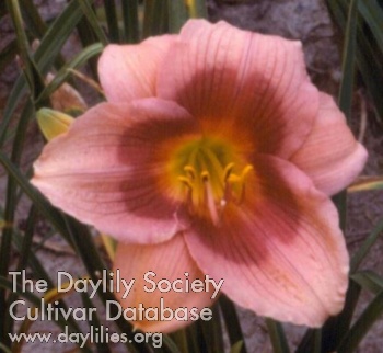 Cupids Dart AHS image