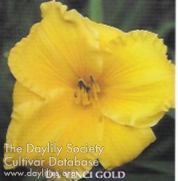 Da Vinci Gold AHS image