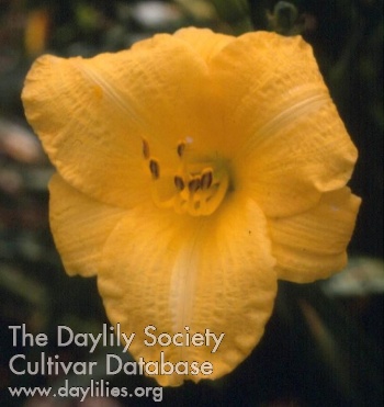 Daily Dollar