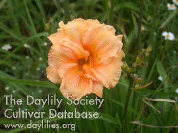 Dainty Dish AHS image