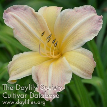 Dainty Pink AHS image