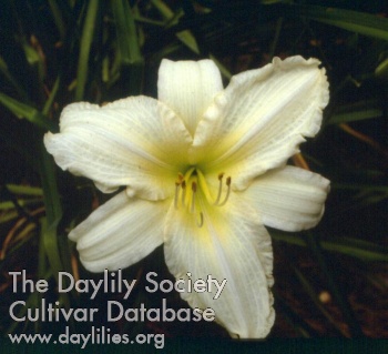Daisy White
