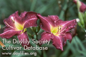 Damascan Velvet AHS image