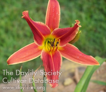 Dame Fortune's Fancy AHS image