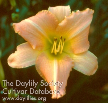 Daphne Dale AHS image