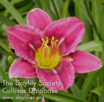 Dark Symmetry AHS image