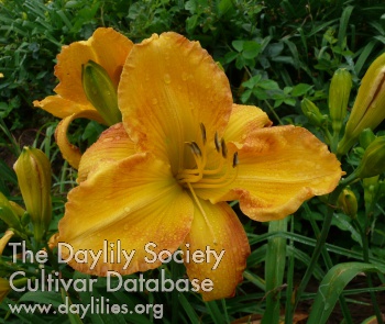 Dash of Spice AHS image